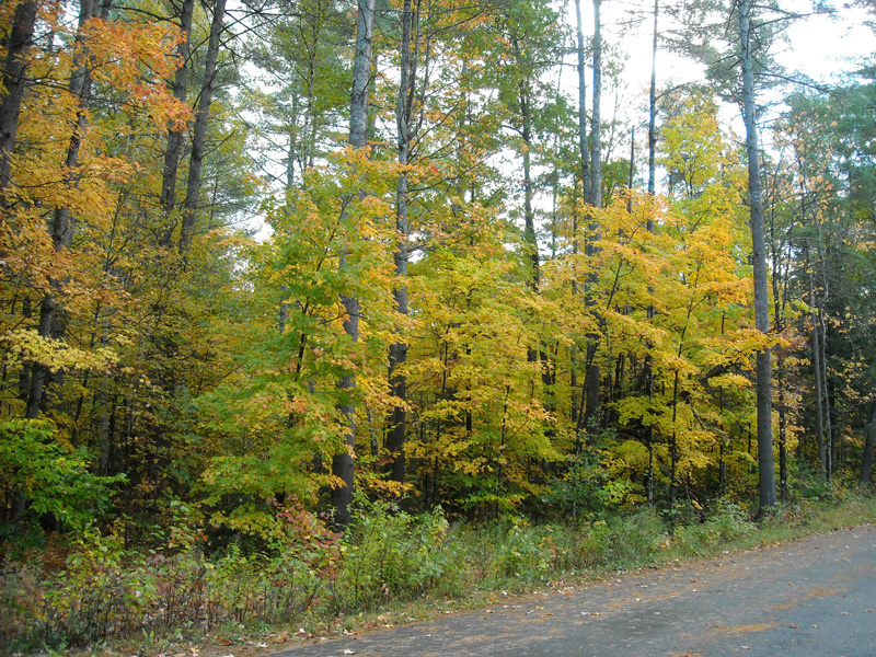 The Preserve at Gore presented by Gore Mountain Real Estate