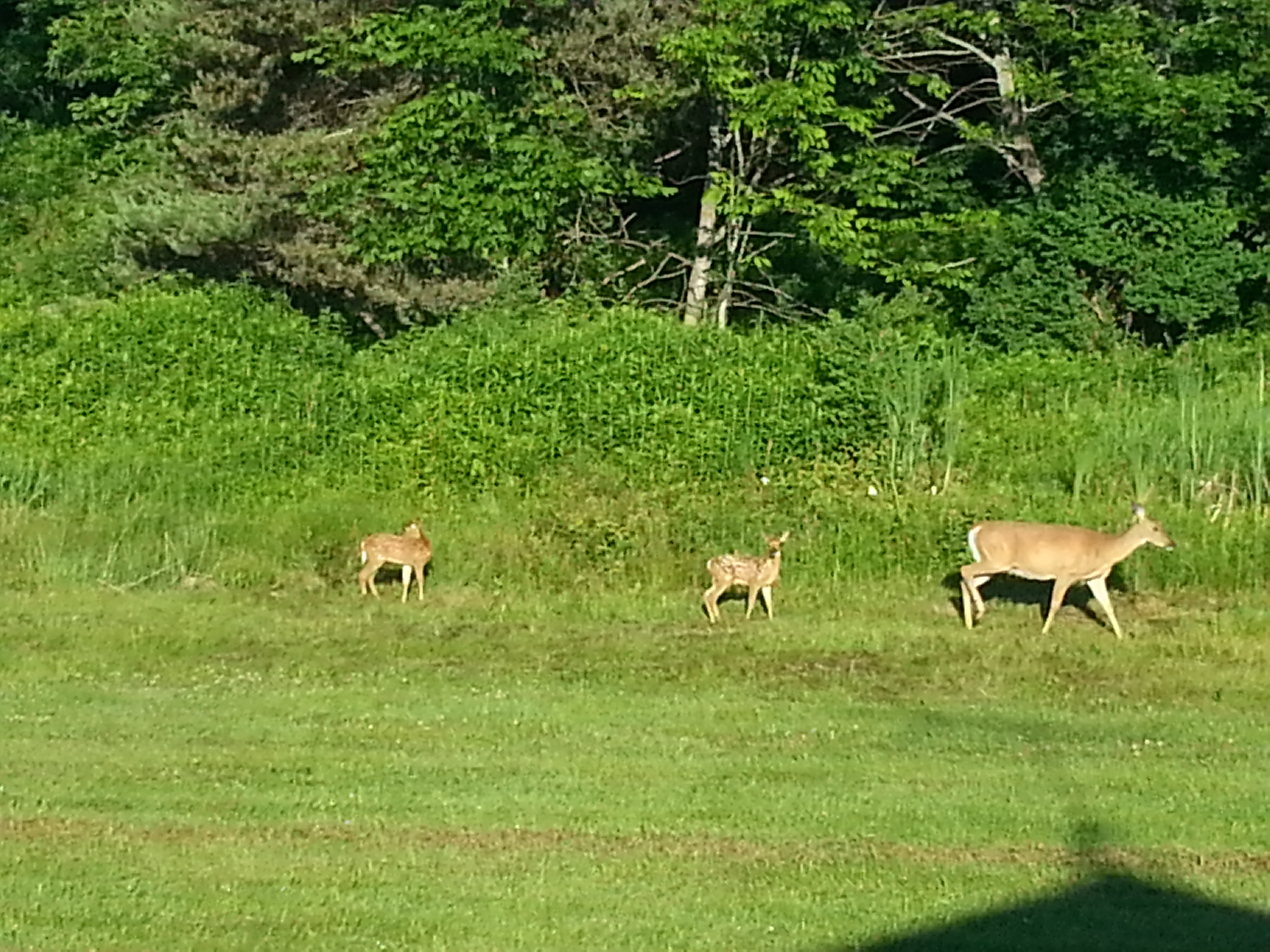 Gore Mountain Adirondack Park Real Estate Land For Sale *Seasonal Specials*